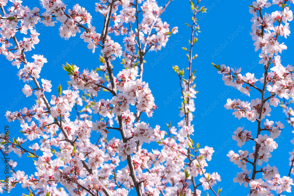Spring floral background - Apricot branches with small pink and white flowers against a bright blue sky Spring floral background - Apricot branches with small pink and white flowers against a bright blue sky