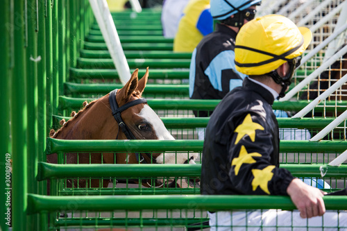Close Up View Of Race Horse Entering Starting Gate Horse Racing Action Stock Photo Adobe Stock