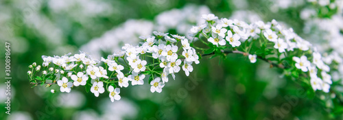 Spring floral panoramic background - Tree branches with small white flowers on a green background