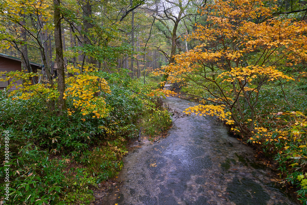 autum kamikochi with small Stream pond and yellow maple tree autum kamikochi with small Stream pond and yellow maple tree
