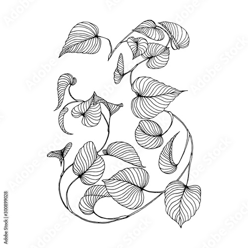 branch of liana Isolated on a white background.Hand drawn.