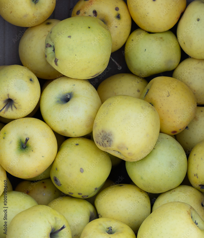 Yellow apples as background and texture. Yellow apples as background and texture.