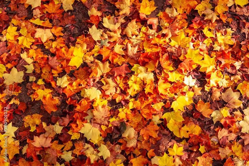 background of autumn leaves. Autumn background background of autumn leaves. Autumn background