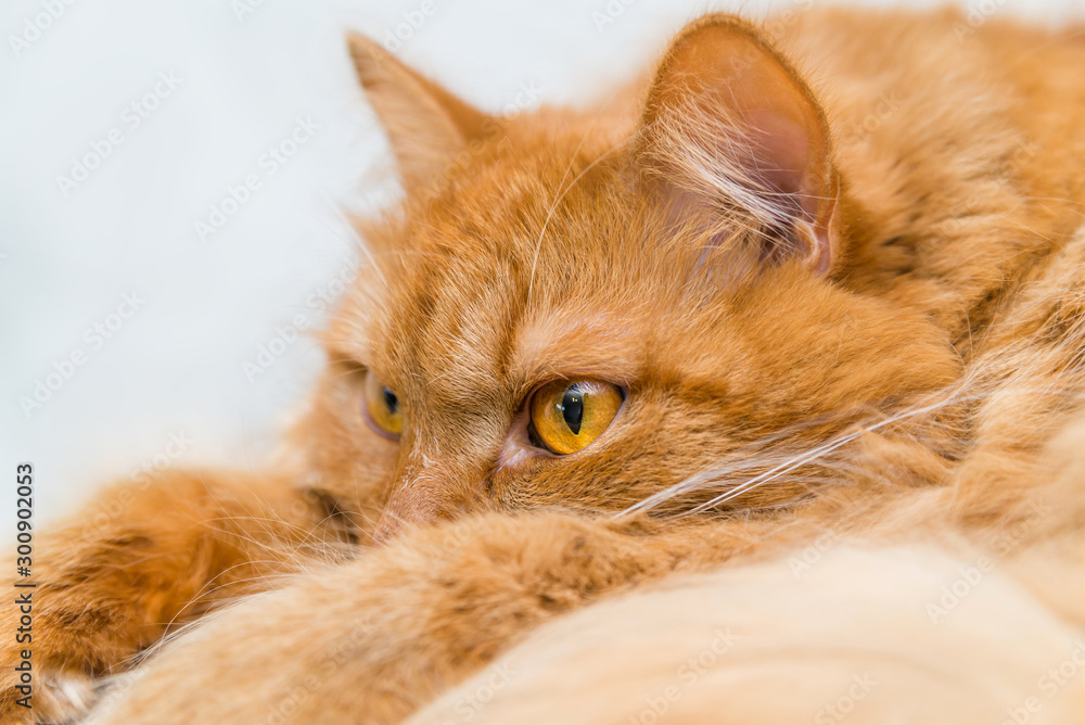 red cat lies and rests at home