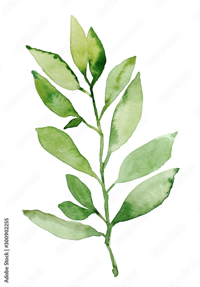 Watercolor hand painted botanical nature branch with leaves illustration isolated on white background