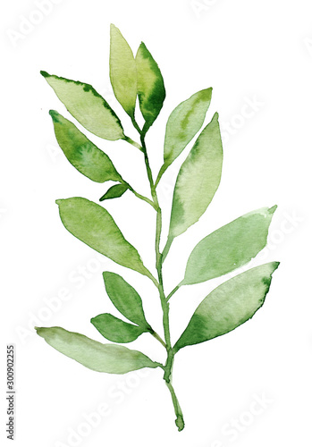 Watercolor hand painted botanical nature branch with leaves illustration isolated on white background