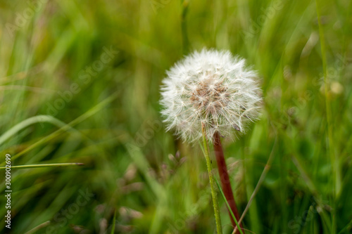 Konstfotografi Dandelion, Haganes, Iceland