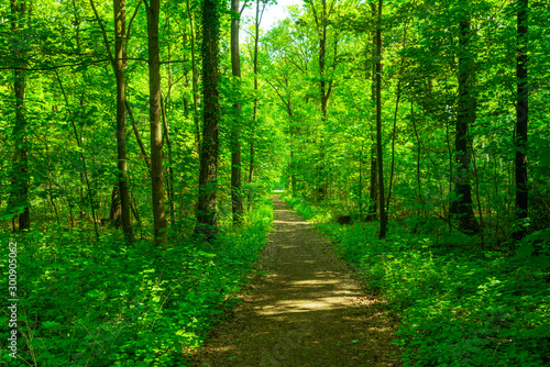 forest trees. nature green wood