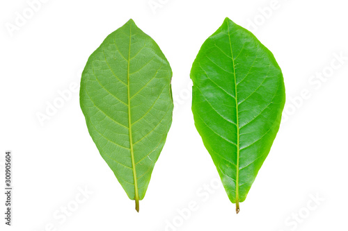 Leaves on a white background Terminalia catappa  clipping path 