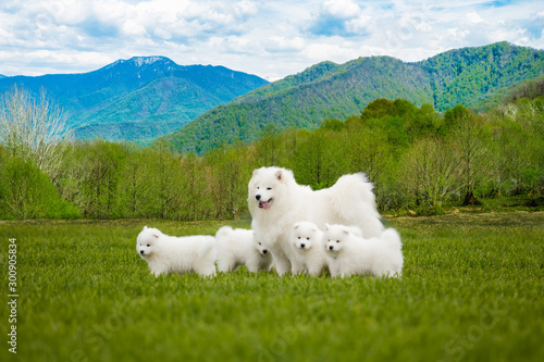 Photos Samoyed  dog with puppies