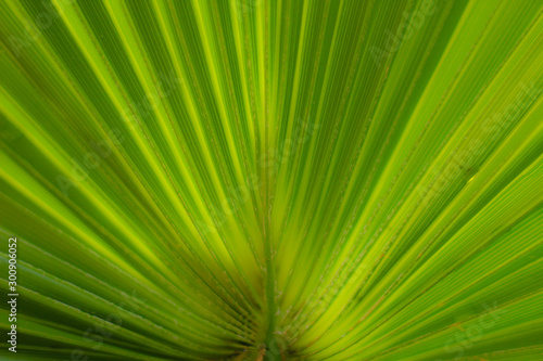 Environment concept: close up on palm leaf, selective focus