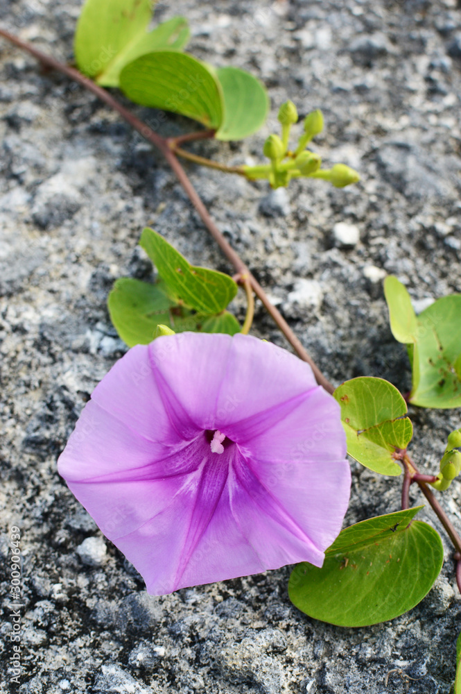 地面で育つグンバイヒルガオの花 Stock Photo Adobe Stock