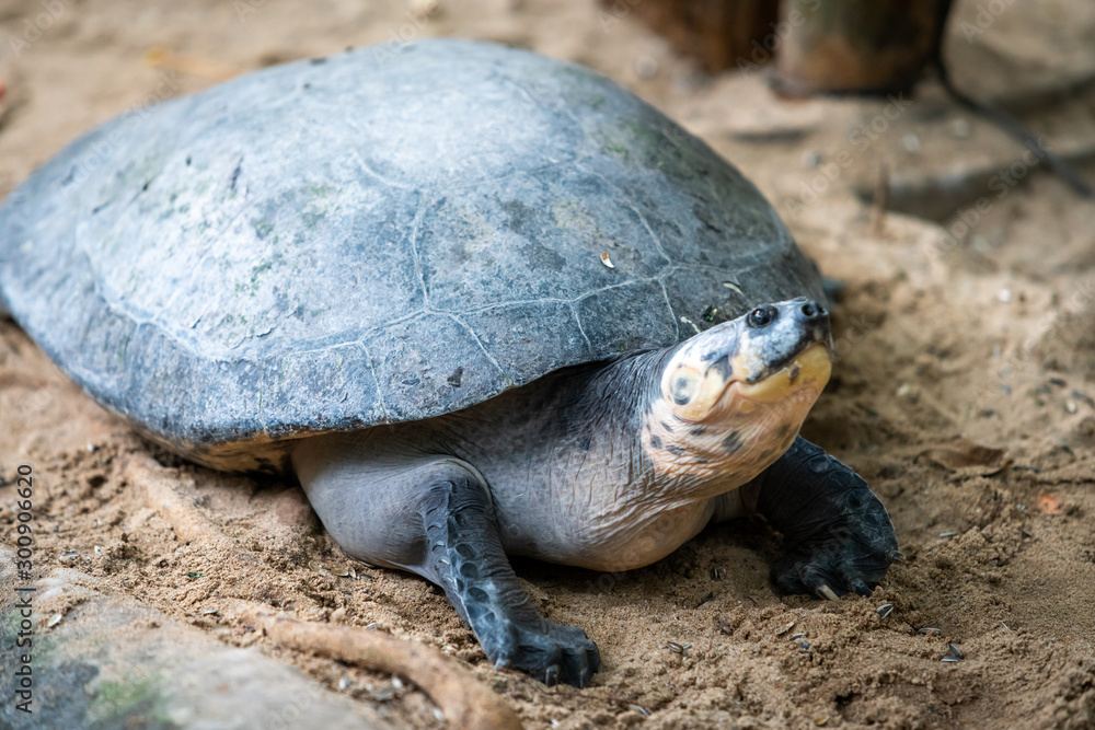 Portrait of the turtle on the sandy beach. Sea Turtle Portrait of the turtle on the sandy beach. Sea Turtle