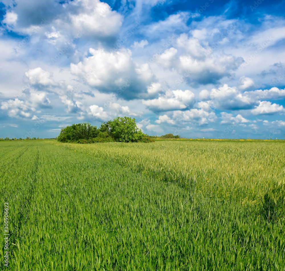 Obraz premium zielone pole pszenicy na tle błękitnego nieba