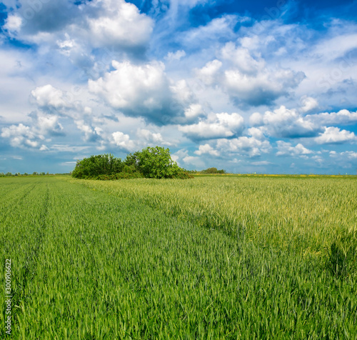 green wheat field against a blue sky © Željko Radojko