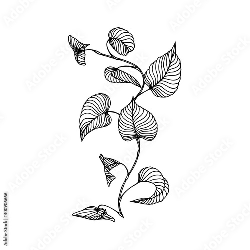 branch of liana Isolated on a white background. Sketch. Hand drawn.