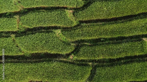 Aerial shot of the marvelous teraces rice field in mountains during sunset in Thailand. Beautiful Pa Bong Piang terraced rice fields, Mae Chaem, Chiang Mai Thailand in harvest season. photo