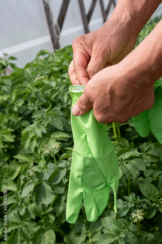 Hands wearing gloves for work in garden. Hands wearing gloves for work in garden.