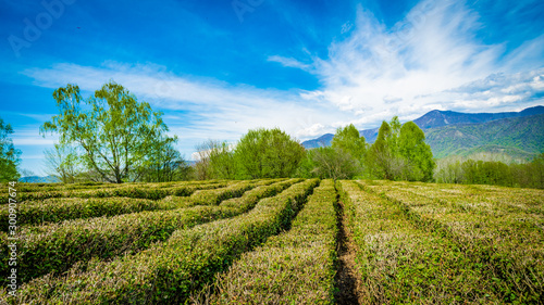 Krasnodar tea plantations in Solokhaul photo