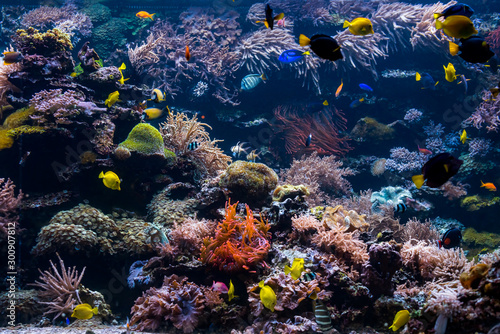 Fototapeta Naklejka Na Ścianę i Meble -  beautiful underwater world with  tropical fish