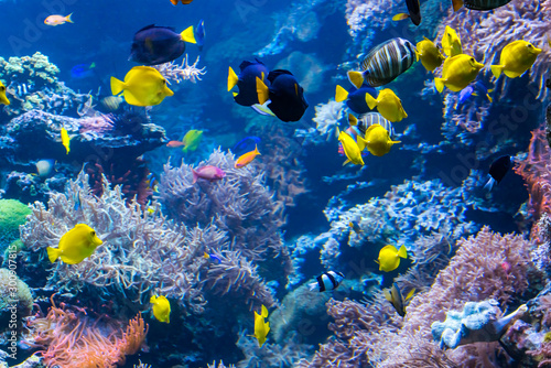 Fototapeta beautiful underwater world with  tropical fish
