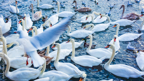 Fotografie White swans  swimming in sea water in winter
