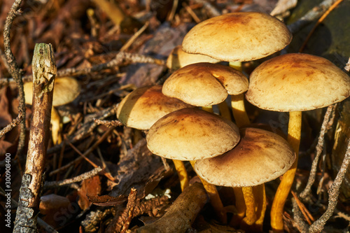 Group of light mushrooms on the forest floor