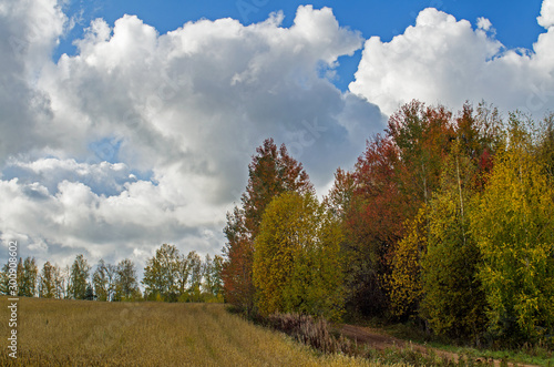 Autumn view of the field, meadows with copses and Cumulus clouds in the blue sky.