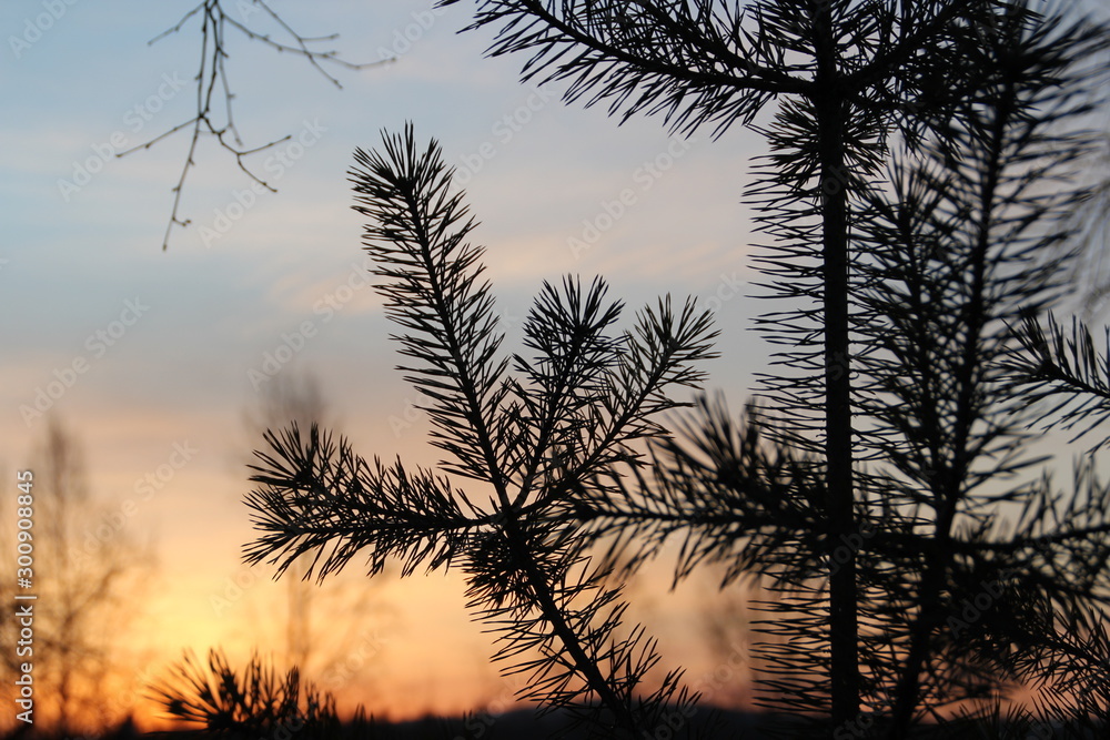 Obraz premium silhouette of tree at sunset