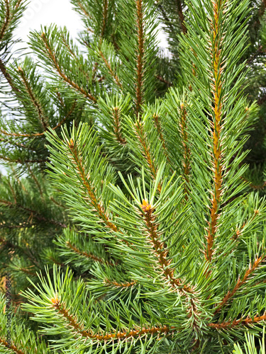 Pine branches close-up. Close up. Selective focus.