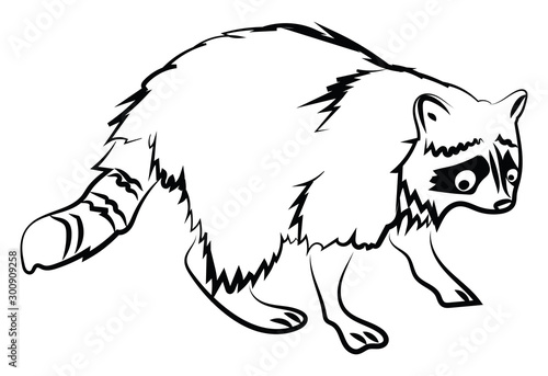 Racoon sketch, illustration, vector on white background.