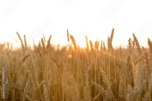 nature, summer, harvest and agriculture concept - cereal field with ripe wheat spikelets