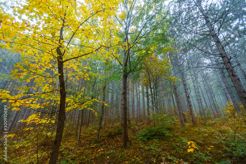 misty green forest