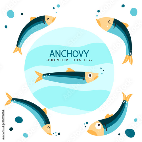 Anchovy fish vector illustration. Small salted fodder fish of the Engraulidae family. Peruvian anchovy. Tasty food. Seafood healthy diet. California anchovy