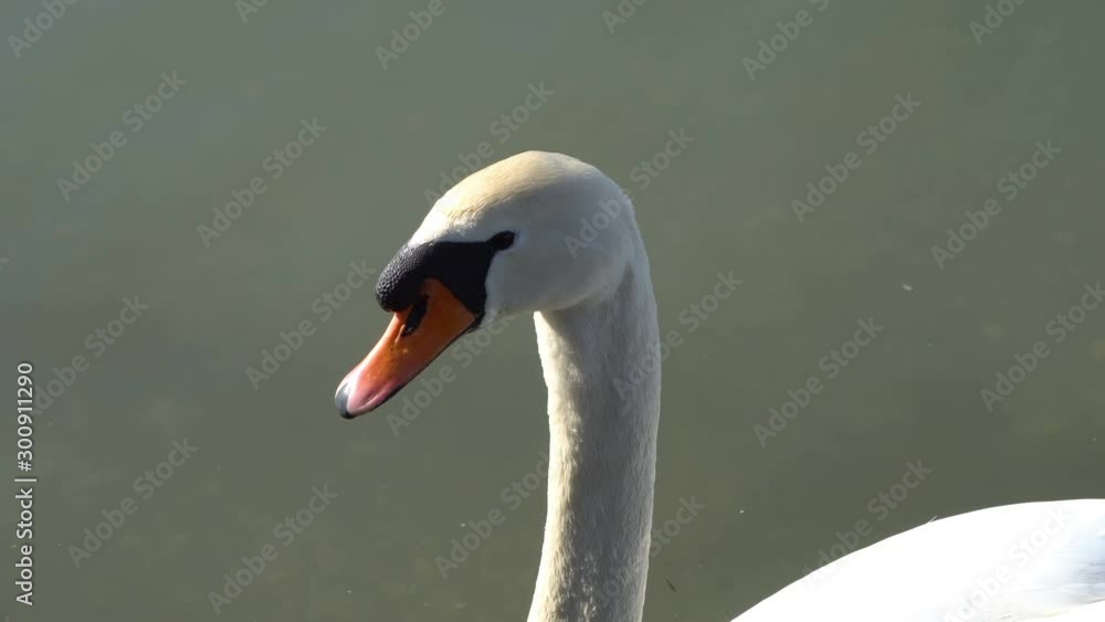 Big white swan swims on the surface of lake, close up Big white swan swims on the surface of lake, close up