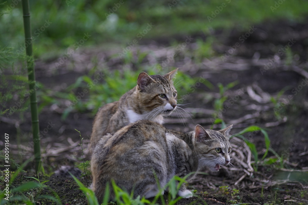 猫2 猫2