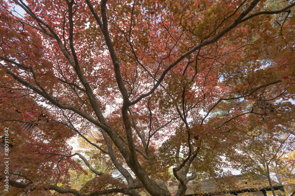 秋田 千秋公園 秋田 千秋公園