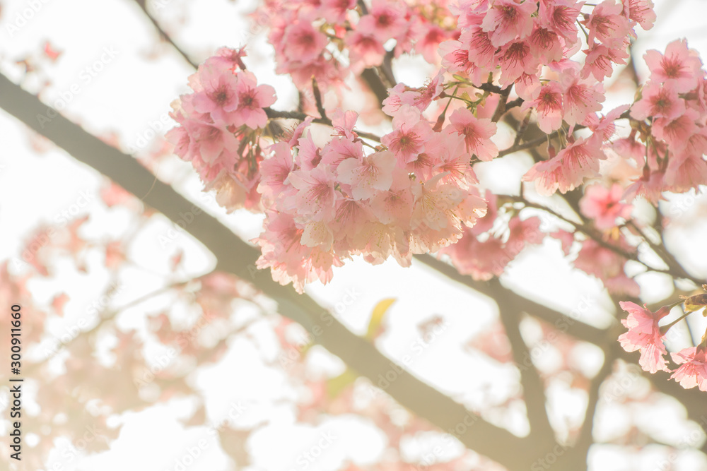 Obraz premium Tamsui Palace, Tamsui Town, New Taipei City-Feb 2,2019: Cherry Blossom of Tianyuan Palace in sunny day.
