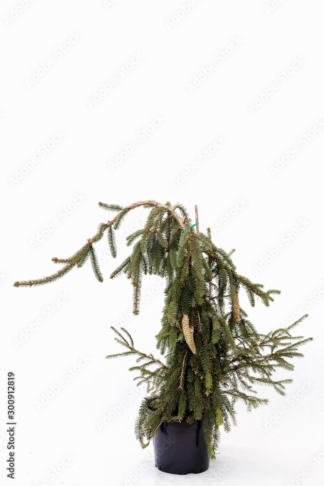Obraz premium Potted tree on a white background