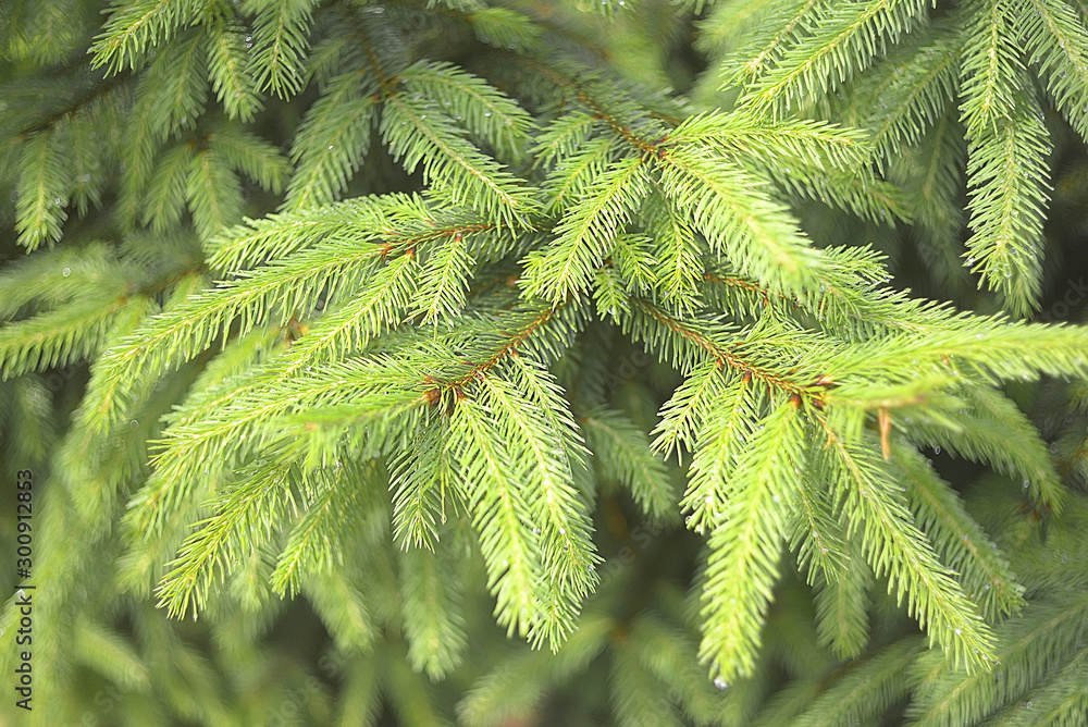 Beautiful evergreen fir tree branches with water drops Beautiful evergreen fir tree branches with water drops