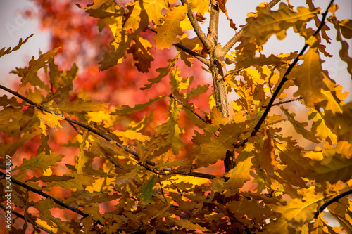 oak leaves yellow