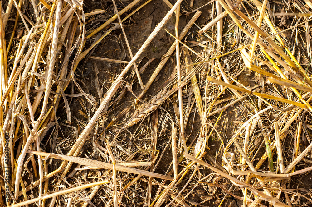 Lone spike on a mown field. Lone spike on a mown field.