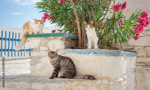 Fototapeta Naklejka Na Ścianę i Meble -  Three friendly cats sitting together on a whitewashed wall with Oleander flowers in a Greek village, Cyclades, Aegean island