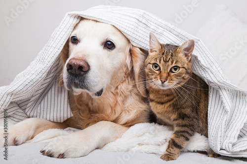 Happy young golden retriever dog and cute mixed breed tabby cat under cozy  plaid. Animals warms under gray and white blanket in cold winter weather. Friendship of pets. Pets care concept.
