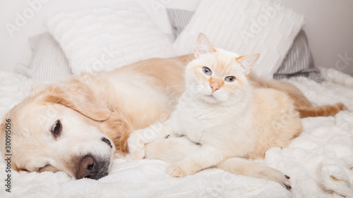Young golden retriever dog and cute mixed breed red cat on cozy plaid. Animals warms together on white blanket in cold winter weather. Friendship of pets. Pets care concept.