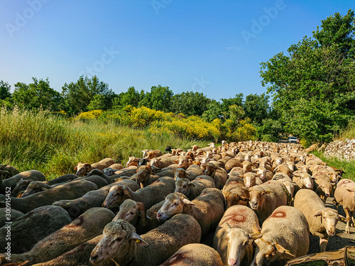 Provence, schapen