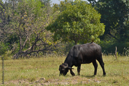 Fototapeta Naklejka Na Ścianę i Meble -  Indian buffalo grazing in the meadow