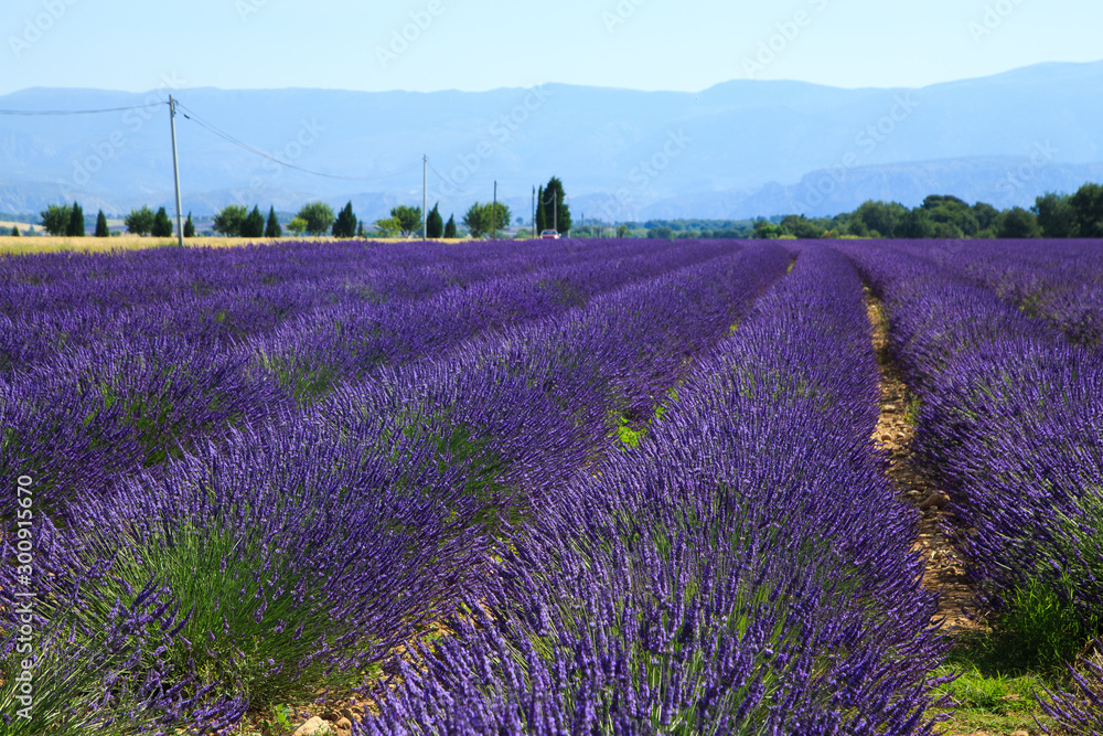 Fototapeta premium Provence, lavender