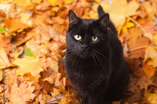 Green eyes black fur domestic cat in fallen leaves flat lay. Lucky pet in autumn nature. Copy space background.