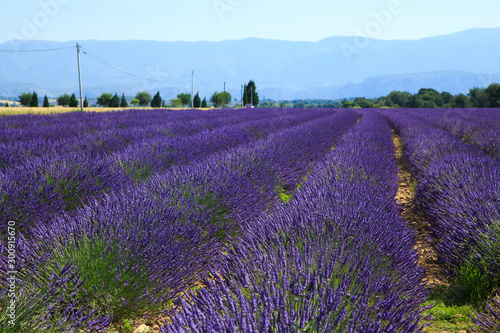 Provence  lavender